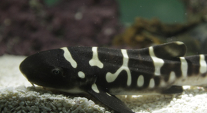 Naissance d'un requin zèbre à Océanopolis