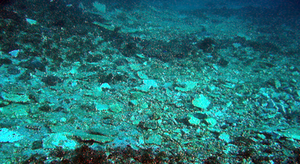 Climat : la Grande barrière de Corail en danger