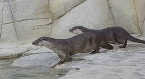Ouverture du sentier des loutres à Brest