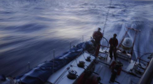 Rencontres animales sur la Route de l’or