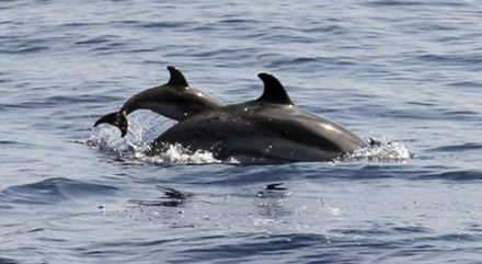 FRANCE-NATURE-ANIMALS-SEA-DOLPHIN FRANCE-NATURE-ANIMALS-SEA-DOLPHIN