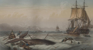 TV :  Sur les traces de Moby Dick 