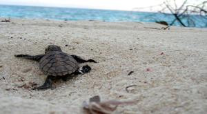 Les lumières artificielles sont dangereuses pour les bébés-tortues