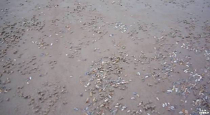 Vidéo : des milliers de palourdes sortent du sable en même temps