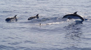 Record d'échouages de dauphins sur la côte atlantique
