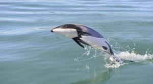 Nouvelle-Zélande : le dauphin Maui risque de disparaître...