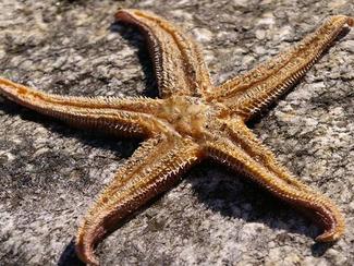 L'étoile de mer victime du changement climatique ?