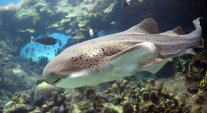Un requin léopard en manque de... câlins !