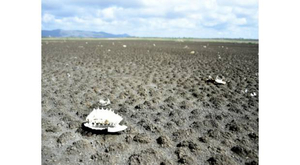 Brésil : quand un lac artificiel devient un cimetière de tortues