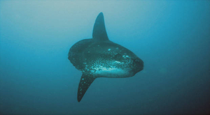 Vidéo : des plongeurs nagent avec un poisson-lune géant