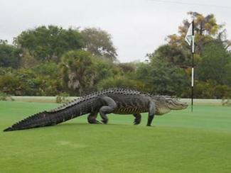 Un gigantesque alligator filmé dans un parc en...