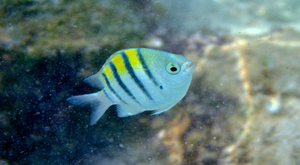 Un poisson tropical qui ne perd pas le Nord !