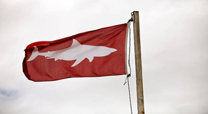 Requins : pourquoi le nombre d’attaques augmente