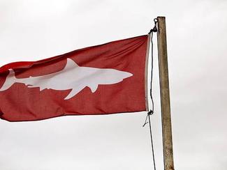 Requins : pourquoi le nombre d’attaques augmente