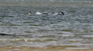 Et si les monstres marins étaient des mirages ?