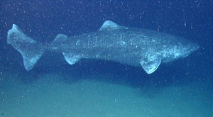 Ces requins du Groenland qui ont connu Louis XIII...