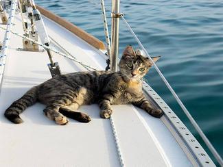 Le chat, meilleur ami du marin