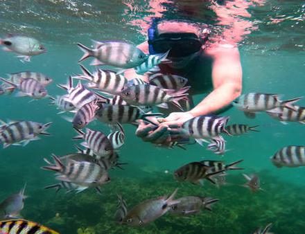 Toutes les côtes de Maurice se prêtent à la plongée, avec chacune leurs caractéristiques Nautisme Article
