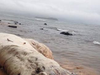 Globsters : quand les cadavres de mer sèment...