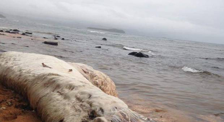 Un globster trouve en fevrier dernier aux Philippines (finalement un dugong). 