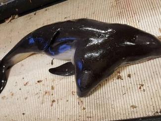 Un marsouin à 2 têtes pêché aux Pays-Bas
