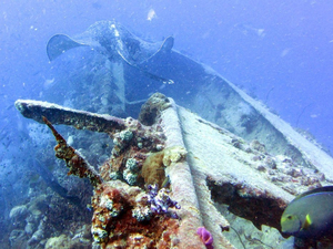 Plongée autour de l'épave du SS Yongala en Australie