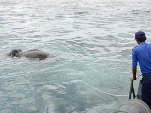 Le Sri Lanka sauve un éléphant en pleine mer