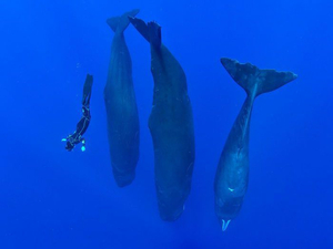 Au milieu des cachalots endormis...