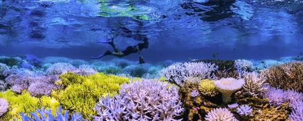 Corail fluorescent Corail fluorescent