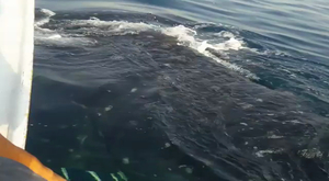 Vidéo : il surfe sur le dos d'un requin-baleine et révolte le web !