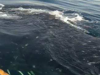 Vidéo : il surfe sur le dos d'un...