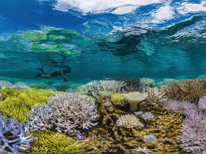 Chasing Coral : les images d'un monde en péril