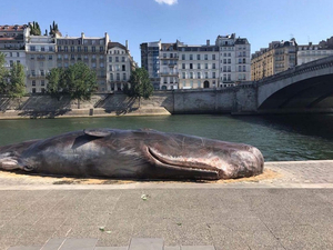 Un cachalot échoué... en plein coeur de Paris !