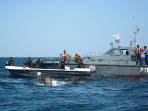 Sri Lanka : deux éléphants sauvés en pleine mer