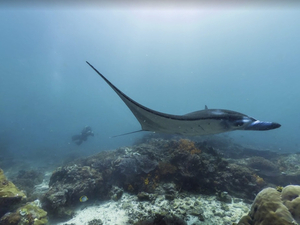 Attention, juste derrière vous...