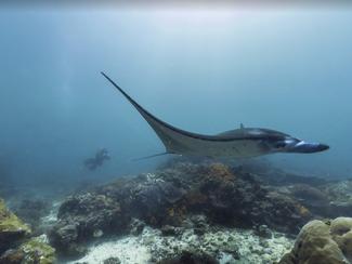 Attention, juste derrière vous...