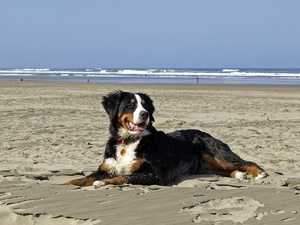 Quelles sont les plages françaises accessibles aux chiens ?