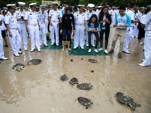 Des tortues à la mer pour l'anniversaire du roi de Thaïlande