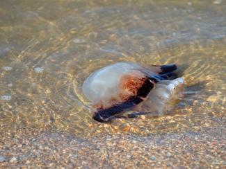 Piqûre de méduse ! Que faut-il faire ?