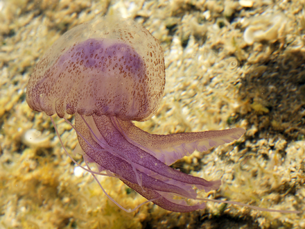 Pelagia Noctiluca Pelagia Noctiluca
