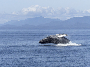 Observer les baleines, un must en Islande