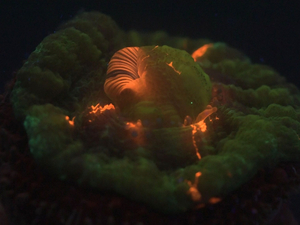 A la rencontre du corail fluorescent