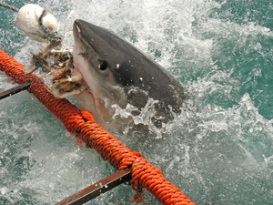 Attaque d'un grand requin... en slow motion !