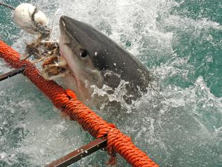 Attaque d'un grand requin... en slow motion !