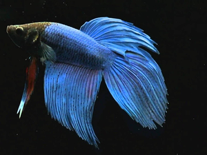 Les poissons et leur intelligence extraordinaire !