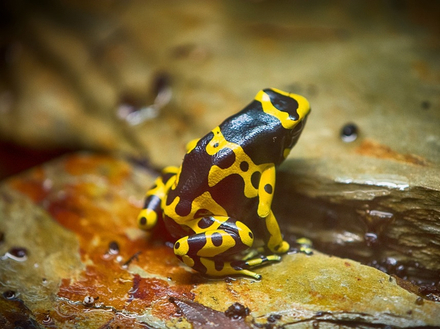 crapaud ou grenouille ? crapaud ou grenouille ?