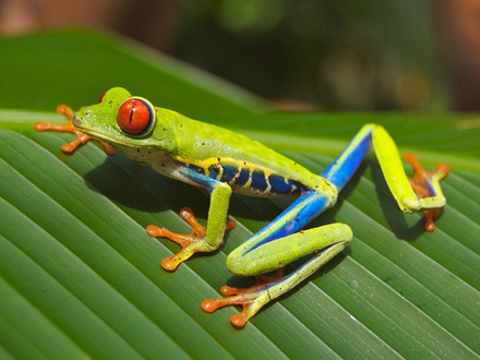 une grenouille arboricole Nautisme Article