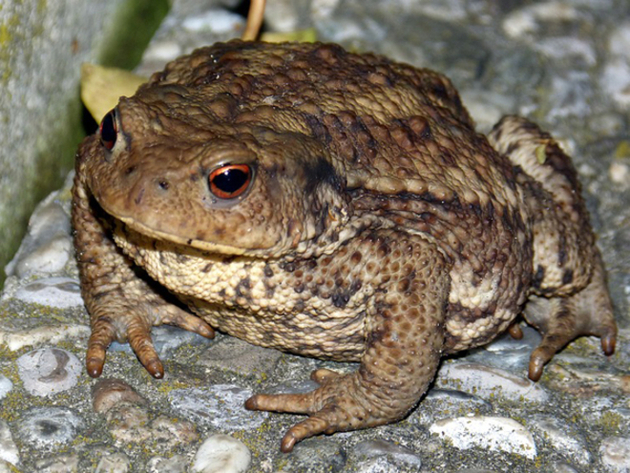 Un gros crapaud ! Nautisme Article