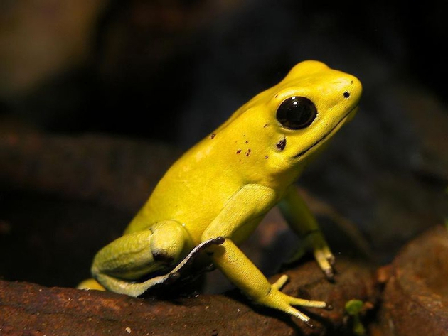 Voici la grenouille la plus toxique au monde : Phyllobates Terribilis Nautisme Article