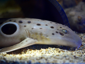 Carnet rose : naissance de requins marcheurs à NAUSICAA